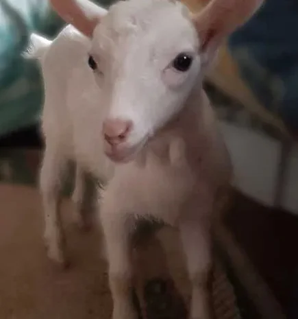 Зааненські кози та козенята на продажу- фото № 1