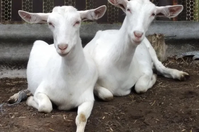 Продаж чистокровних зааненських козочок- фото № 1