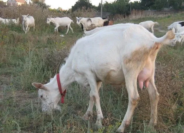 Продаж зааненських кіз для молока та м'яса- фото № 1