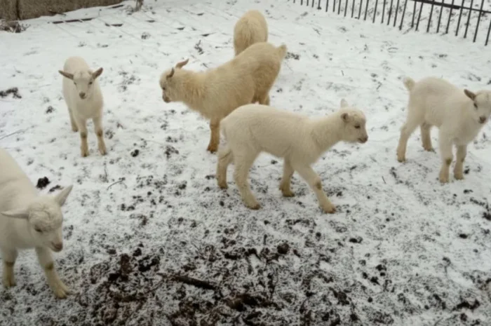 Козлята зааненської породи від високопродуктивних кіз- фото № 1