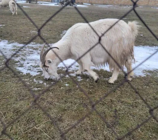 Продаються зааненські та нубійські кози- фото № 1