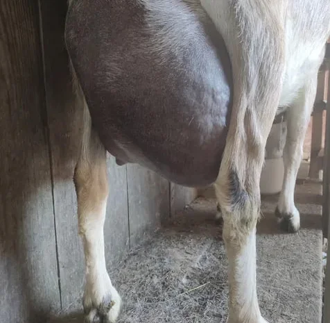 Продається дойна безрога коза Альпійської породи- фото № 1