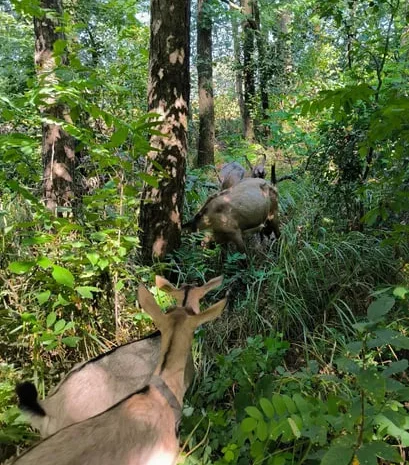Продається дойна безрога коза Альпійської породи- фото № 2