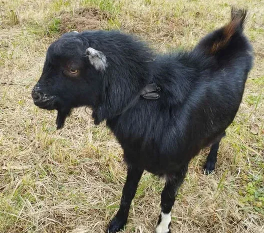 Продаж козлика, помісь Альпійської і інших порід- фото № 1