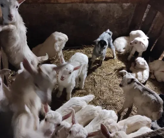 Пропонуються козлята Альпійської та Зааненської породи- фото № 1