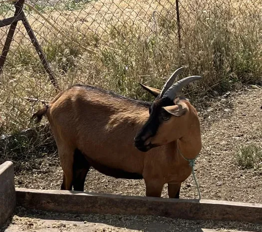 Продаж сім’ї альпійських кіз- фото № 1