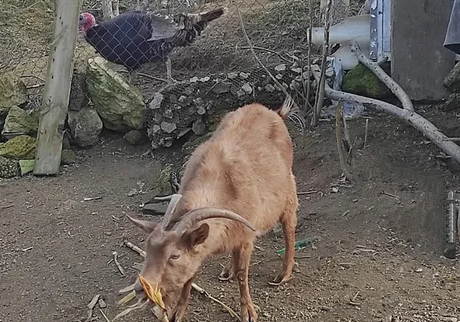 Продаються альпійські кози- фото № 1
