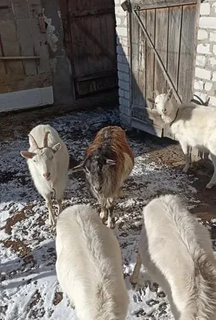 Продаж породистих кіз Альпійської та Зааненської породи- фото № 1