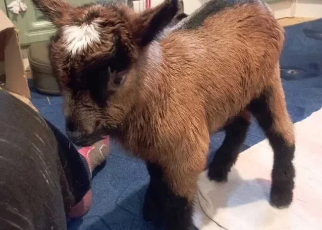 Продаються козлята альпійської лінії- фото № 1