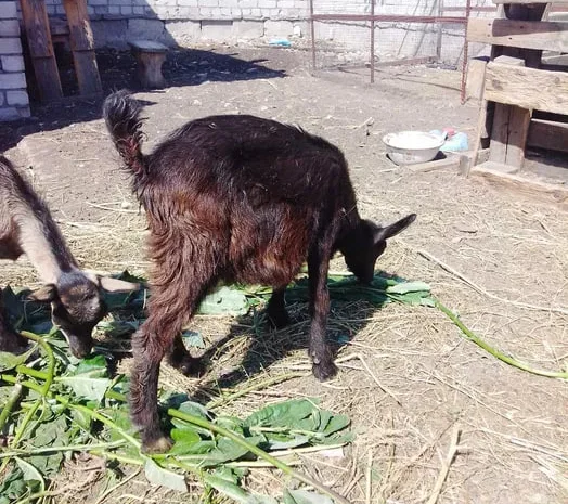 Продаж козлят альпійської породи- фото № 1