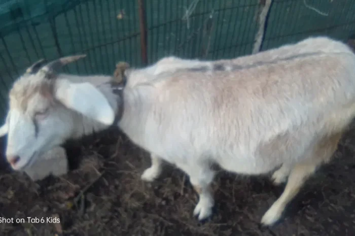 Продаж двох козочок: альпійсько-зааненська та зааненська- фото № 1