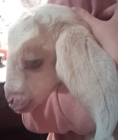 Продаються нубійські козенята- фото № 1