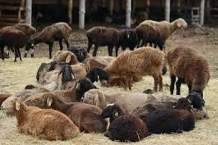 Продаж курдючних овець та баранів для розведення- фото № 1