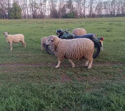 Продам баранов Асканийцы- фото № 1