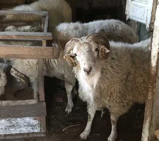 Продажа баранов на мясо и разведение- фото № 1