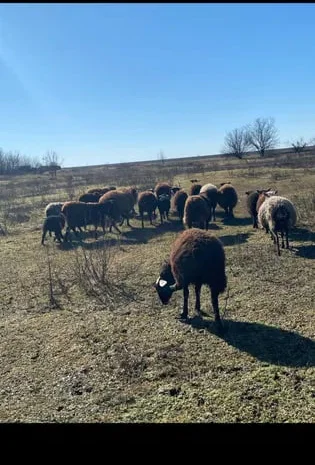 Продажа баранов и полу курдючных овец- фото № 1