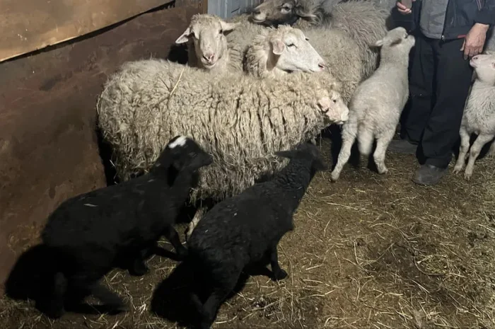 Продажа баранов, овец и ягнят, Харьков- фото № 1