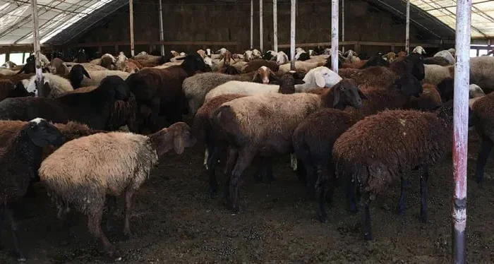 Продажа баранов и валухов- фото № 1