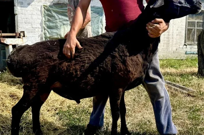 Продажа племенного барана Гиссарской породы- фото № 1