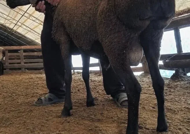 Продам барана на племя- фото № 1