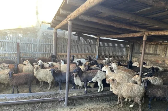Продажа курдючных баранов на мясо и разведение- фото № 1