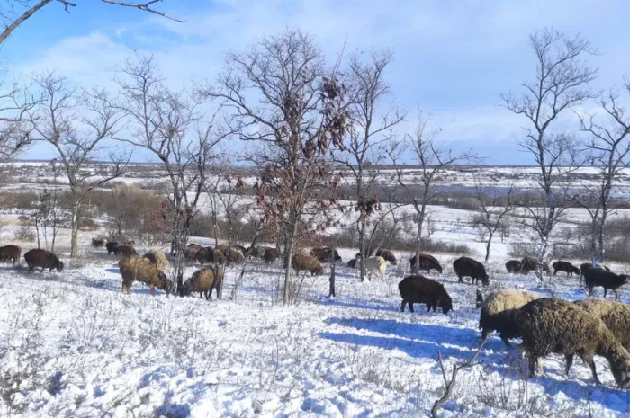 Продам овец , баранов- фото № 1