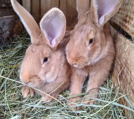 Продаж кроликів Полтавське срібло та Бургундія- фото № 1