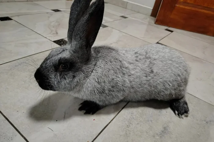 Продаж молодняку кролів породи Полтавське Срібло- фото № 1