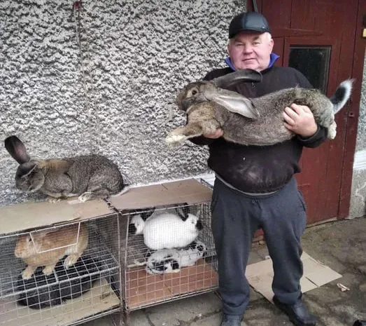 Продаж кролів та кроленят різного віку, 8 порід- фото № 1