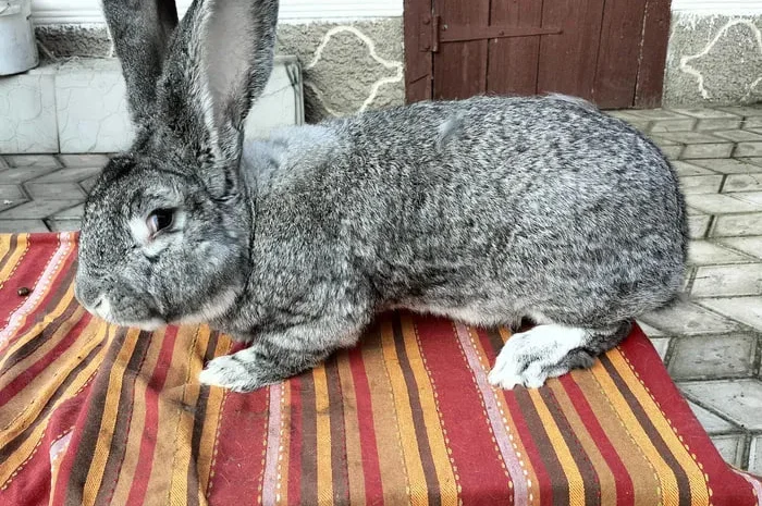 Продаж кроликів різних порід та віку- фото № 1