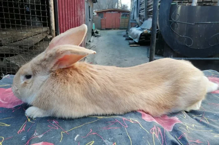 Продаж кролів та кроленят різних порід- фото № 1
