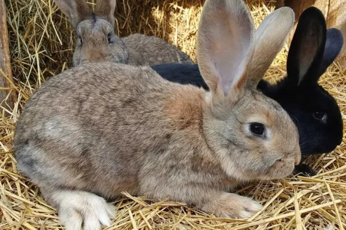 Продаж домашніх кролів для м'яса та розведення- фото № 1