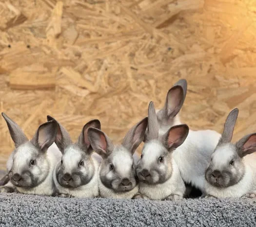 Продаж кролів породи Саландер різного віку- фото № 1