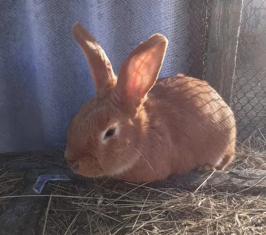 Пропонуються кролики: малюки та дорослі особини- фото № 1