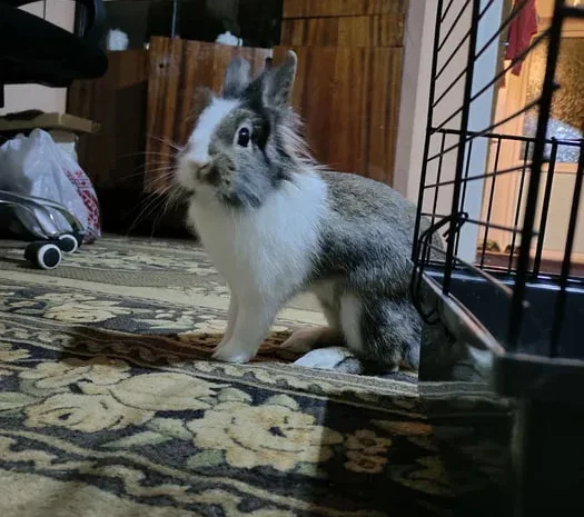 Продаж кролика з кліткою та необхідним приладдям, 5 місяців- фото № 1