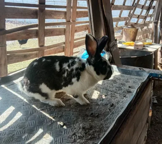 Пропонуються кролі та кроленята для розведення- фото № 1