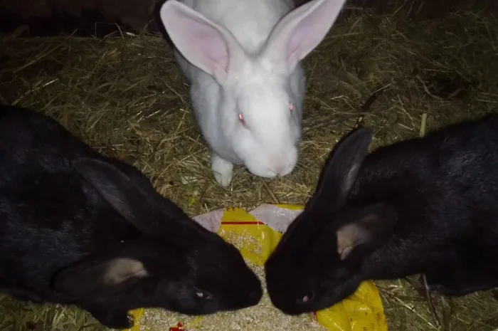 Продаж кролів 5 місяців- фото № 1