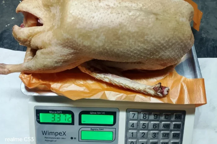 Продажа домашнего мяса гуся и утки, натуральное- фото № 1