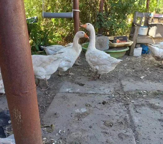 Продаж м’яса домашніх гусей Маму- фото № 1