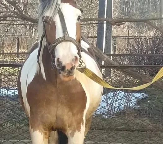 Продаж коней на вибір- фото № 1