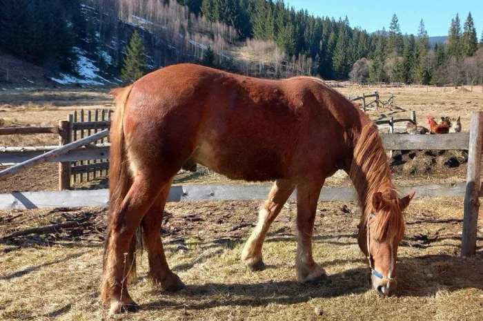 Продаж робочого коня великої породи, 4 роки- фото № 1