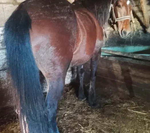 Продаж спокійного робочого коня, підходить для плуга- фото № 1