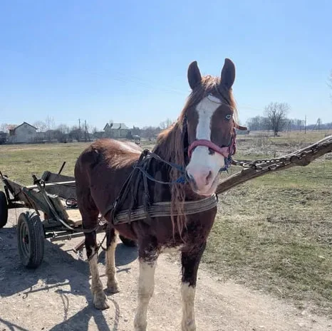 Продаж спокійного та доброго коня 7 років- фото № 1