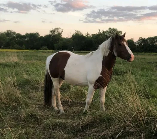 Продаж спокійного робочого коня- фото № 1