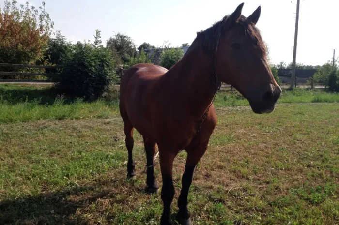 Продаж коня з господарства в с. Суємці- фото № 1