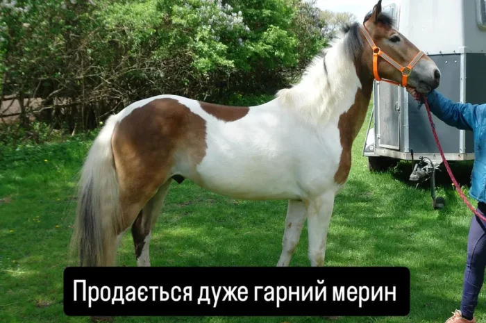 Продається мерин на ім'я Мафін, 2020 року народження- фото № 1