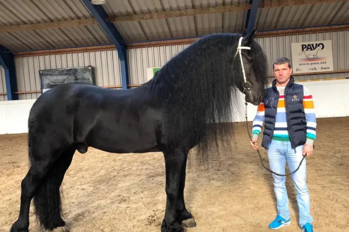 Продаж фризьких коней та лошат- фото № 1