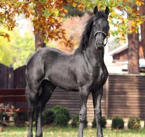 Продаж фризької кобили 1,5 року- фото № 1