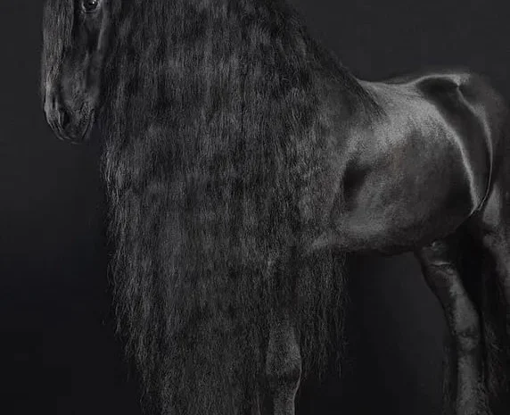 Продаж фризьких коней, жеребці та молодняк- фото № 1