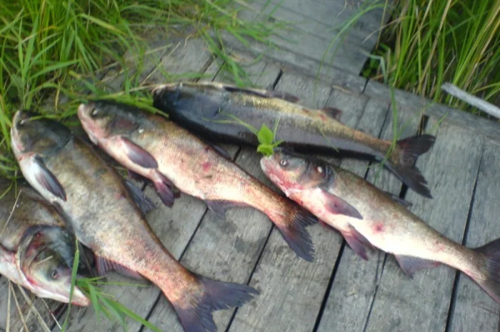 Продается уникальный VIP объект Озеро "Рай" в г. Берегово Закарпатская обл.- фото № 11